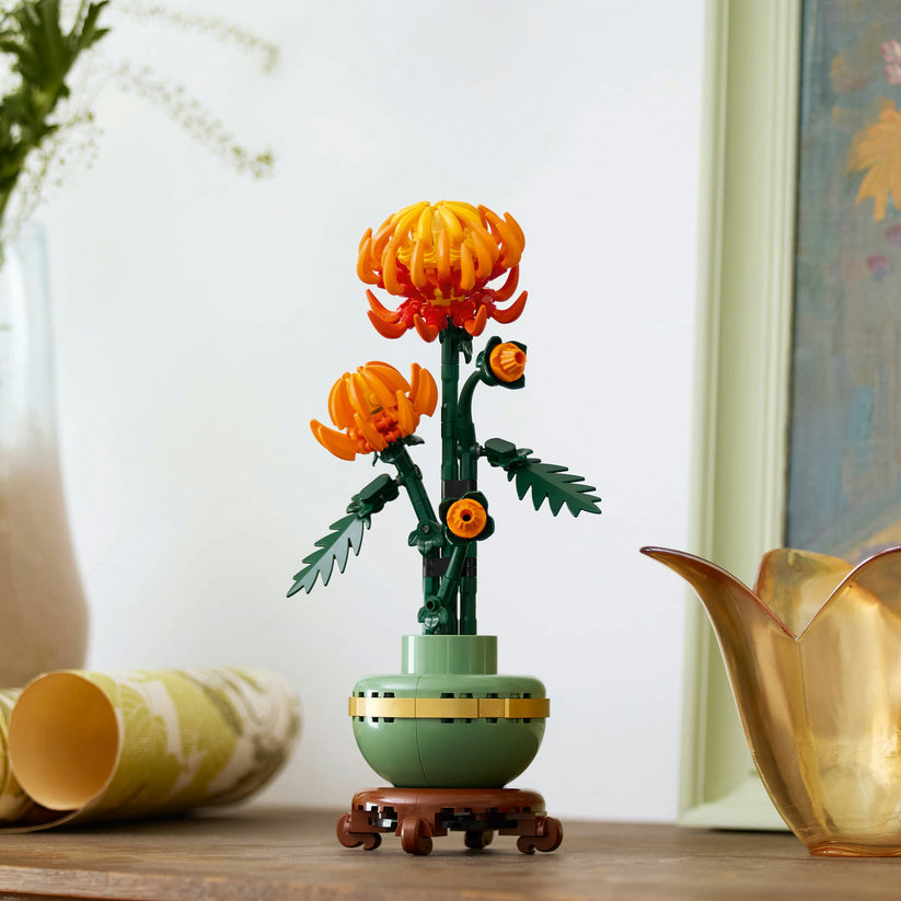 Chrysanthemum Flower