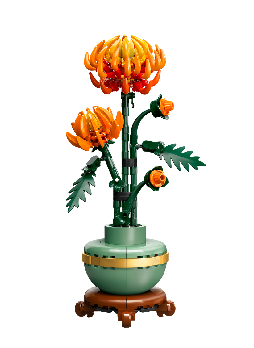 Chrysanthemum Flower