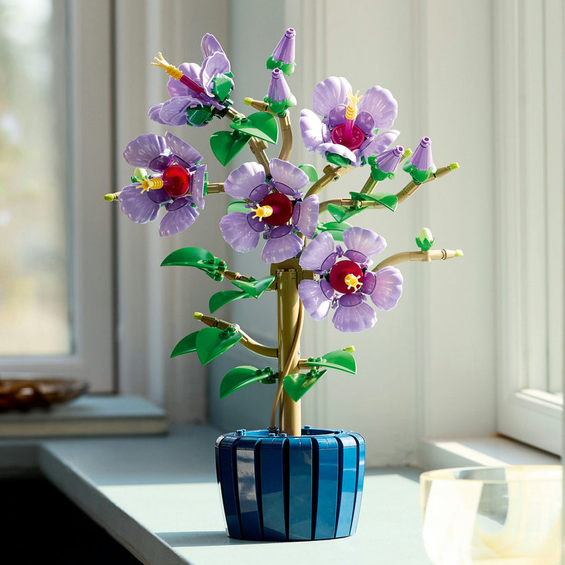 Hibiscus