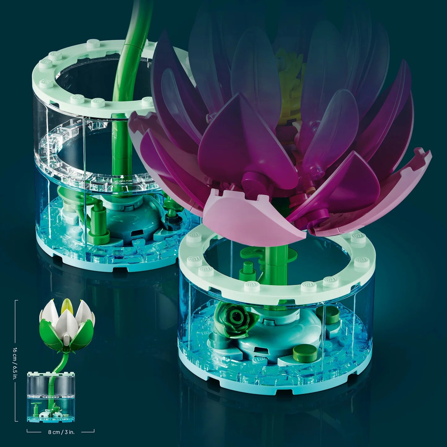 Water Lilies