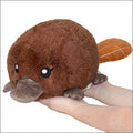 Baby Platypus