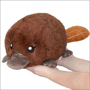 Baby Platypus