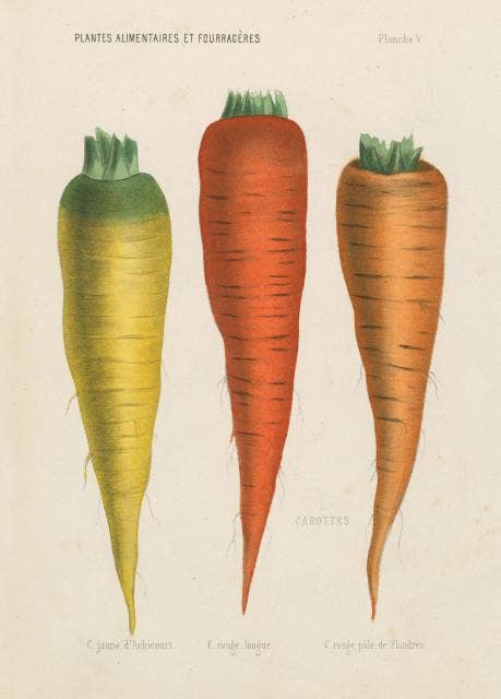 Three Carrots Puzzle