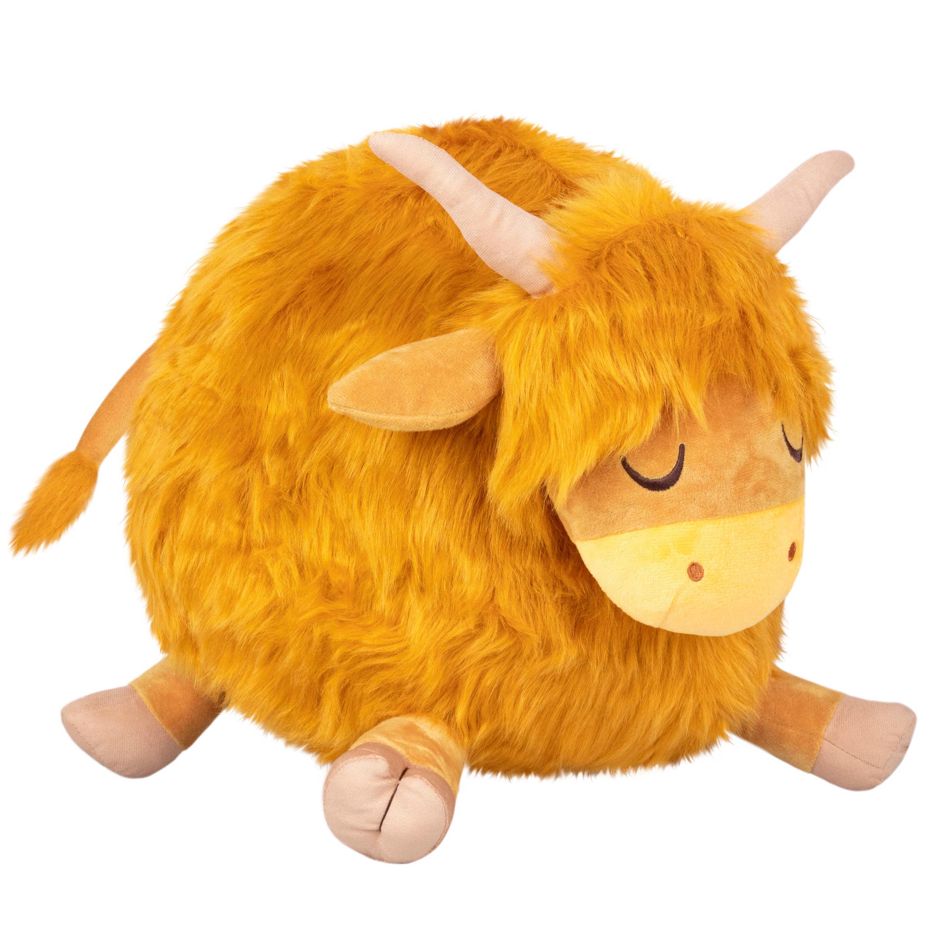 Highland Cow