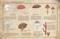 Varieties of Murderous Fungi