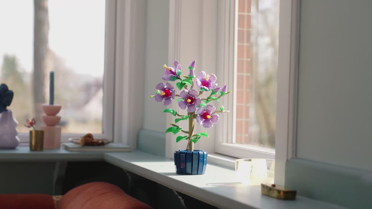 Hibiscus